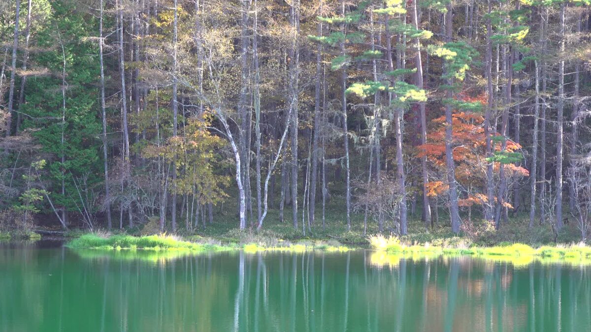 15fff72f9295149468cd4161342e0e