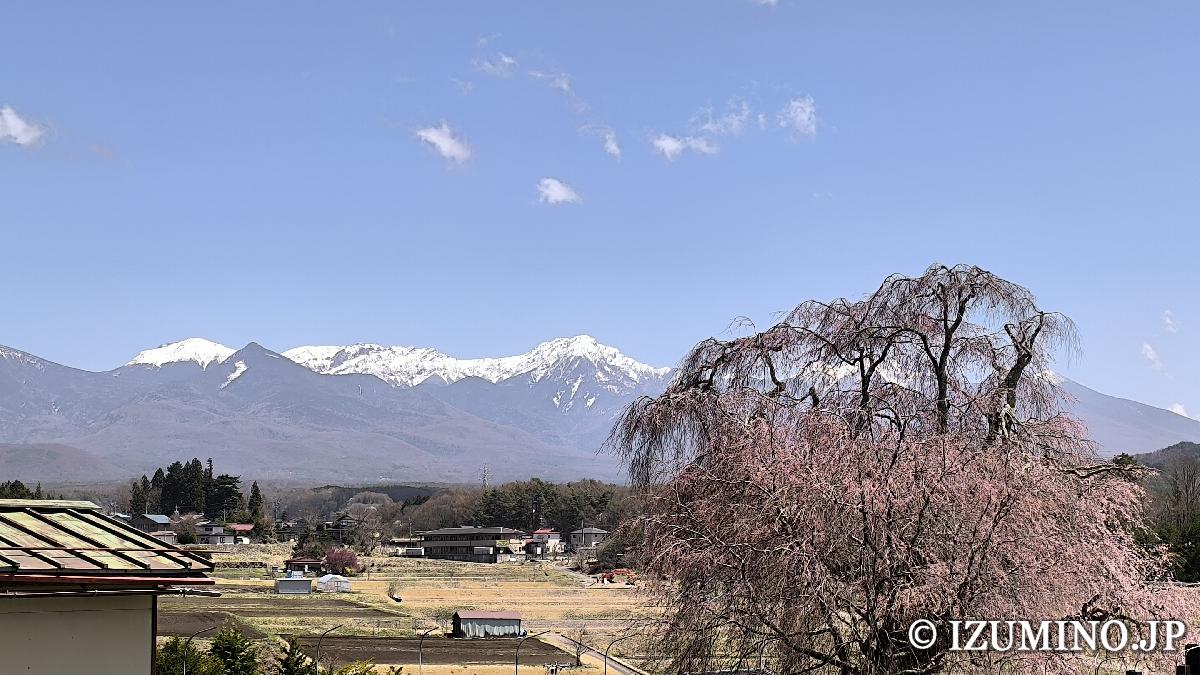八ヶ岳を背景に咲き誇る『下菅沢祖霊桜』「しもすげさわのそれいざくら