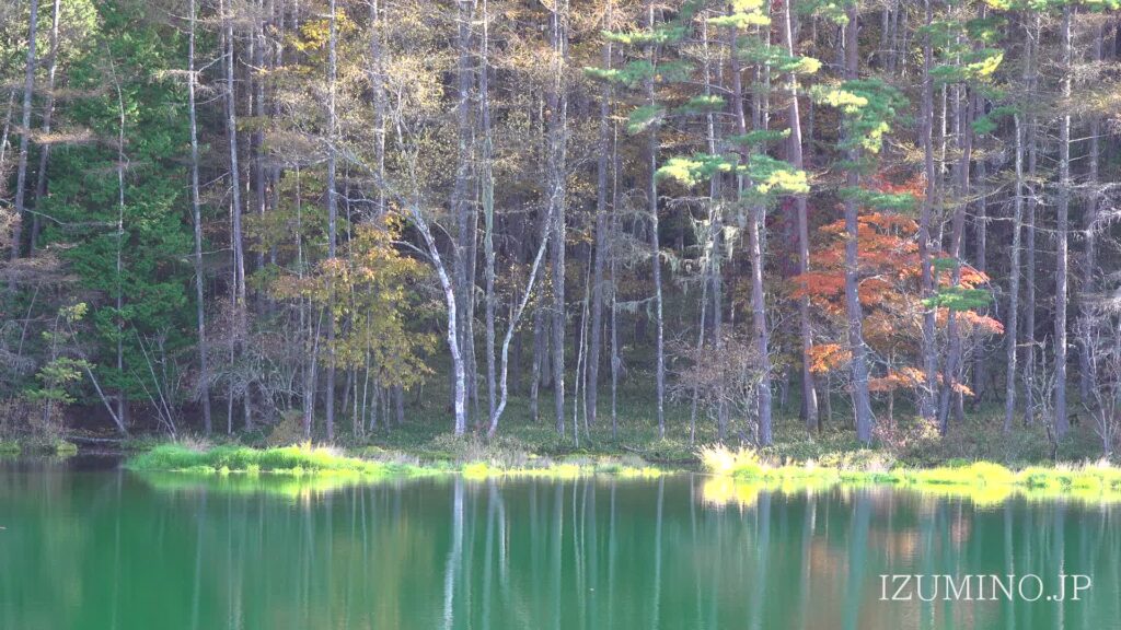 シグリオン・グリーン「湖畔風景」●サイン エディション 気持ちのいい風景です● 空気が美味しい朝の森林風景 長野県志賀高原木戸池の水辺風景撮影