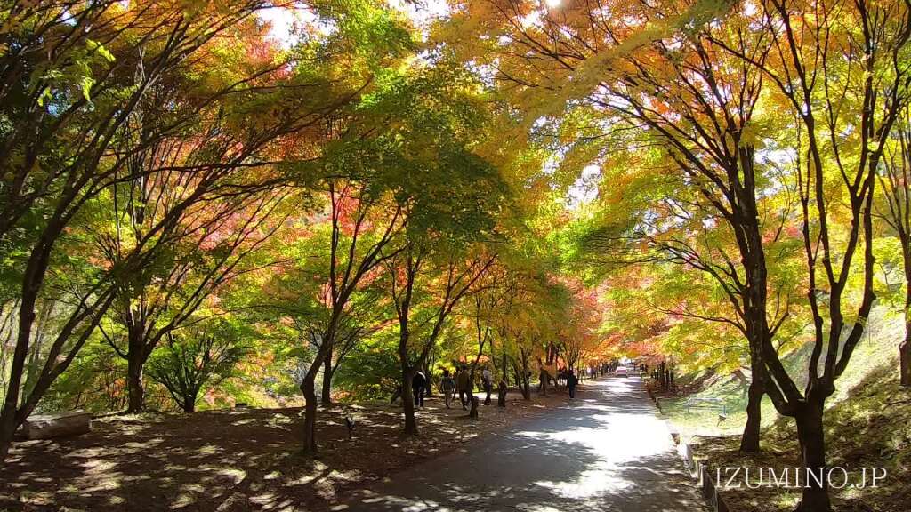 秋野もみじ 藤枝市】見て美しい！ 食べて美味しい！ 「滝ノ谷不動峡もみじまつり